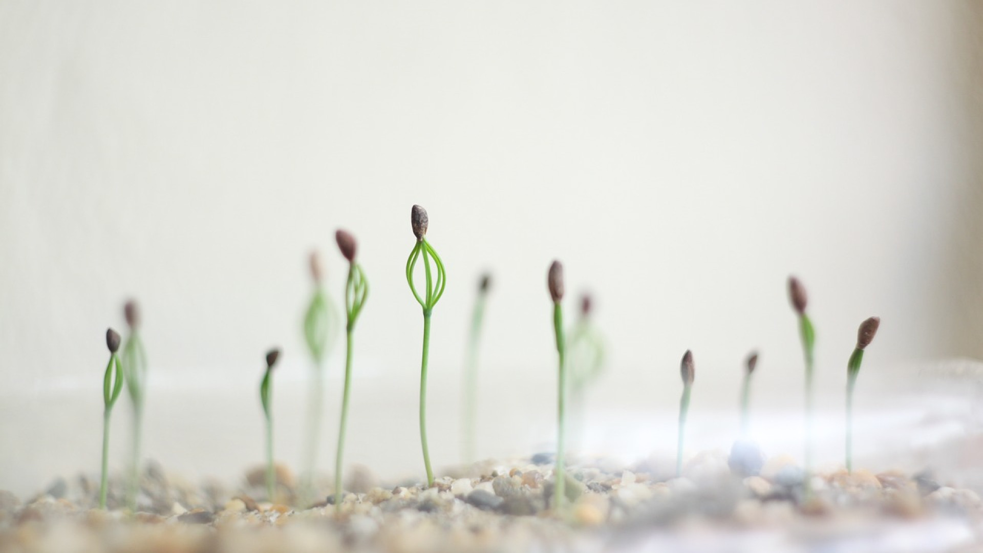 Comment bien entretenir votre jardin avec du gravier et du sable