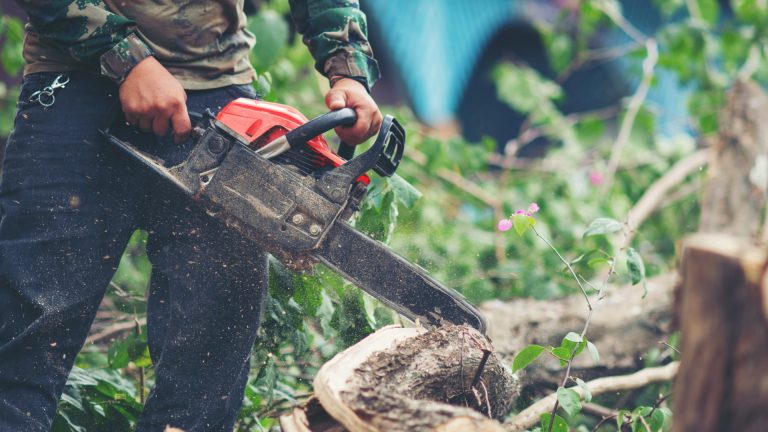 Élagage d’arbres : rôle et missions d’une entreprise spécialisée